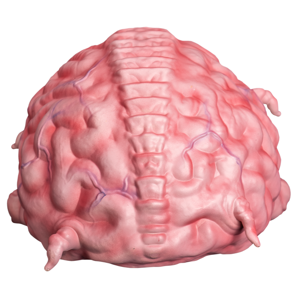 *PRE-ORDER* Teenage Mutant Ninja Turtles - Krang Prop product image 4, provided for visual reference and product detail